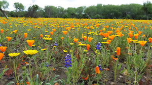 California Poppy Seeds (Eschscholzia californica) - visitors