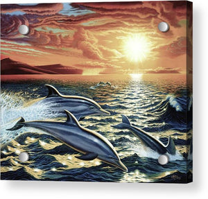 Dolphin Dream - Acrylic Print - visitors