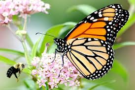 Monarch Butterfly "Way Station Garden" Starter Kit - visitors